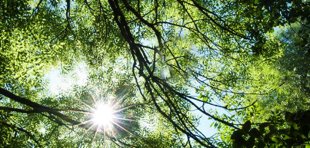 White feathers in Devizes