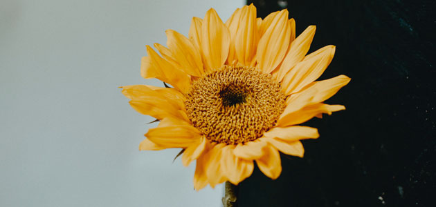 Divided we fall: A sombre year by Frank Regan