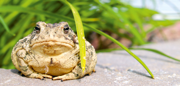 There is a toad in my garage