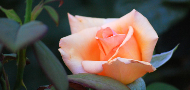 Thought for the Week: How much do we need?