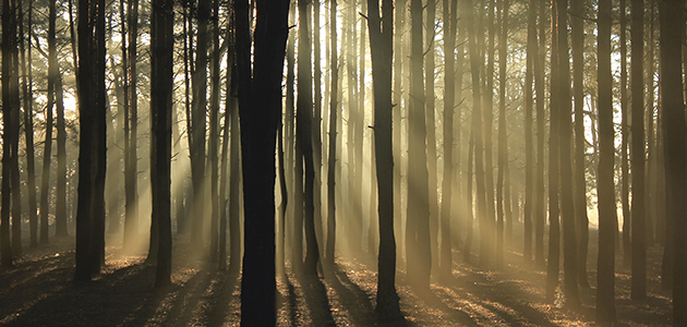 ‘My instinct is to choose another option and follow the trees.’